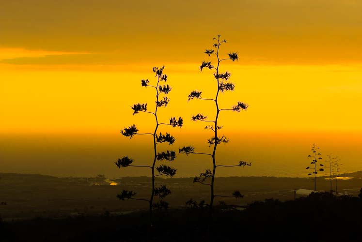 sunset silhouette