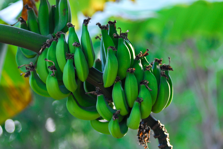 apple bananas