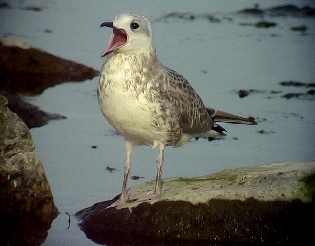 Fiskms <br> Mew Gull <br> Larus canus	