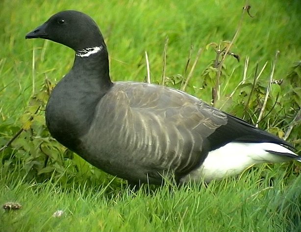 Prutgs<br> Brent Goose<br> Branta bernicla (bernicla)	