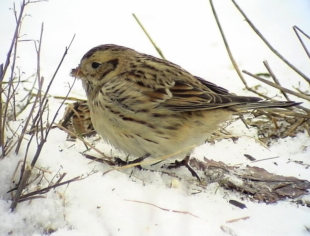 Lappsparv<br> Lapland Longspur<br> Calcarius lapponicus<br> (female)	