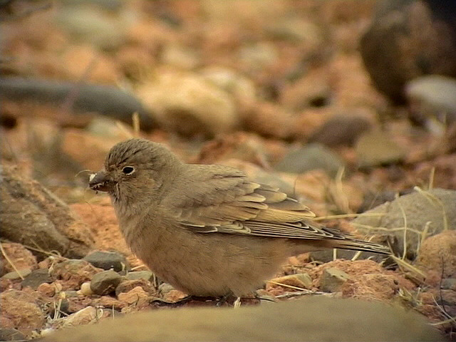 kentrumpetare<br> Trumpeter Finch<br> Bucanetes githagineus