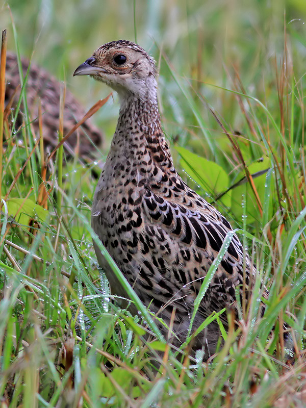 Fasan <br> Common Pheasant <br> Phasianus colchicus