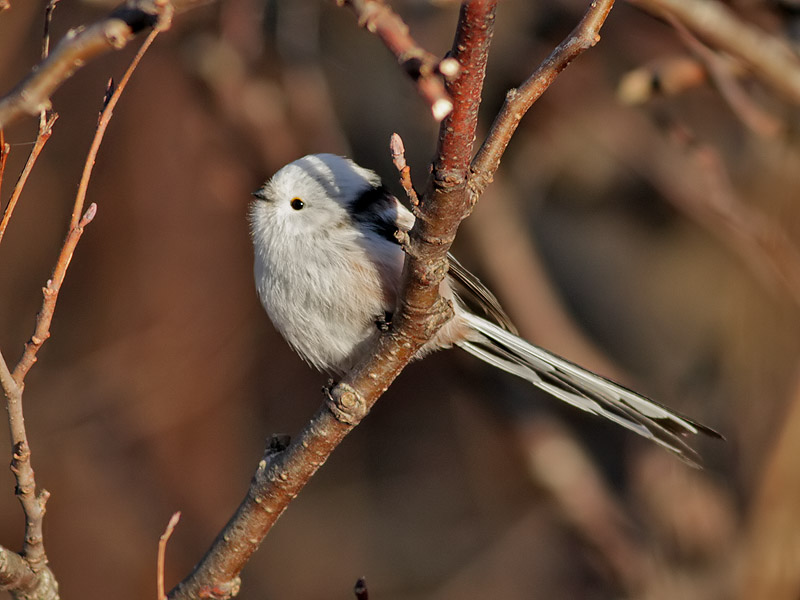 Stjrtmes<br>  Long-tailed Tit<br>  Aegthalos caudatus 