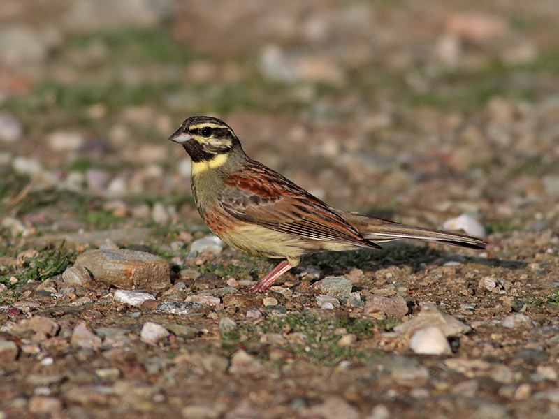 Hcksparv <br> Cirl Bunting <br> Emberiza cirlus