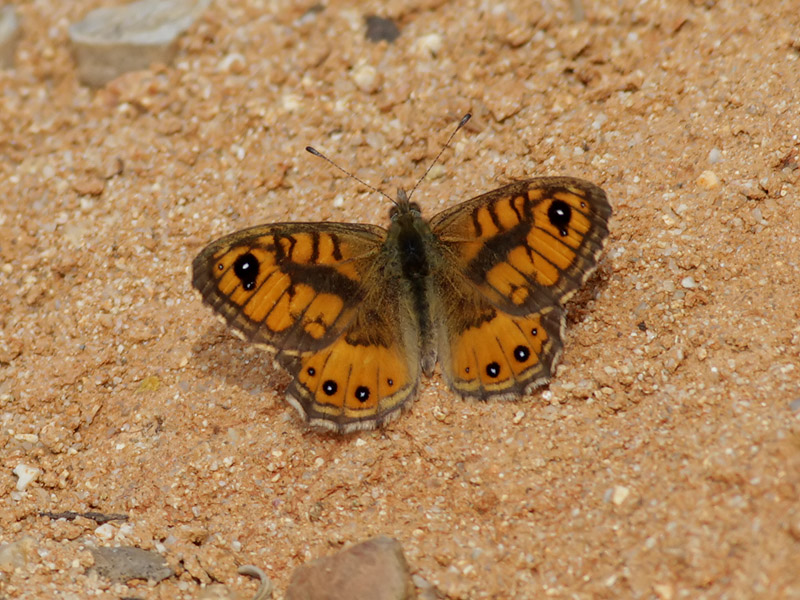 Svingelgrsfjril<br> Wall Brown<br>Lasiommata megera