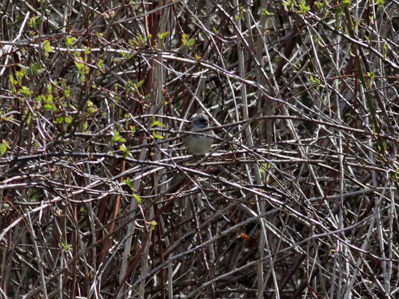 Grhuvad sparv <br> Black-faced Bunting <br> Emberiza spodocephala
