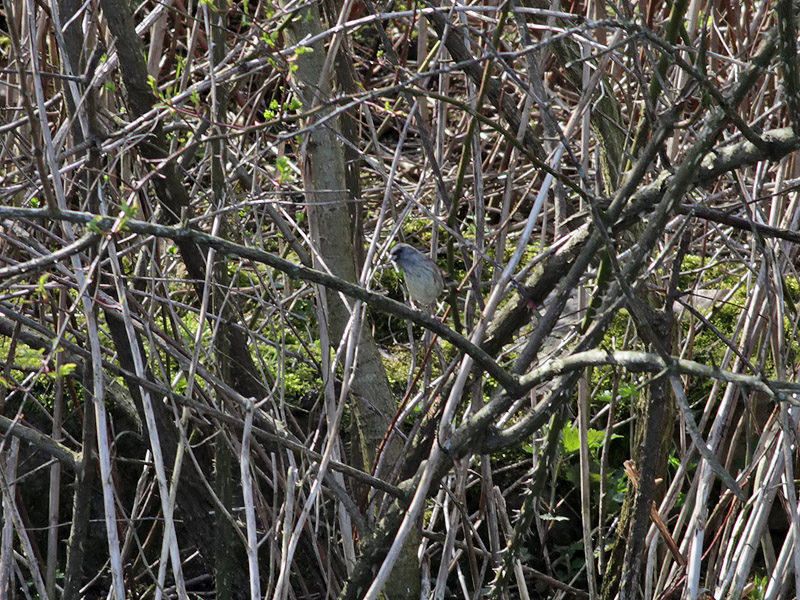 Grhuvad sparv <br> Black-faced Bunting <br> Emberiza spodocephala