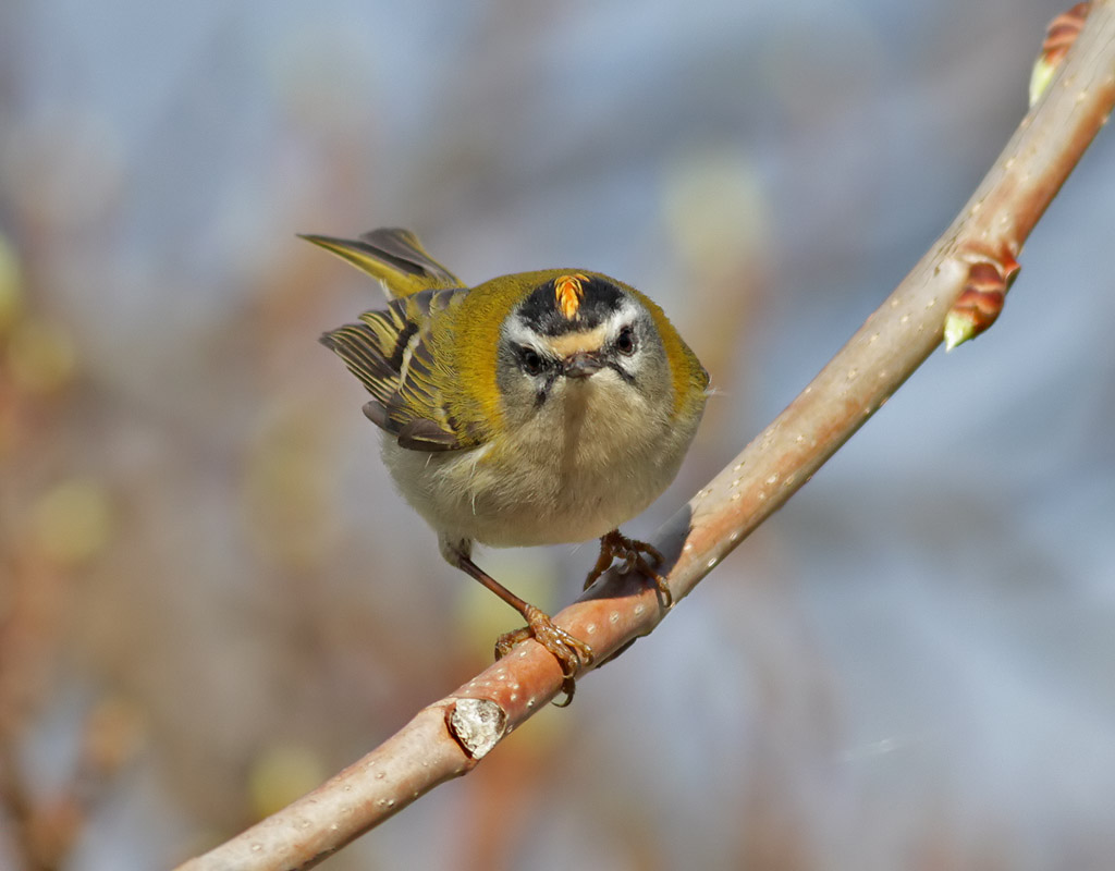 Brandkronad kungsfgel <br>  Firecrest <br> Regulus ignicapillus