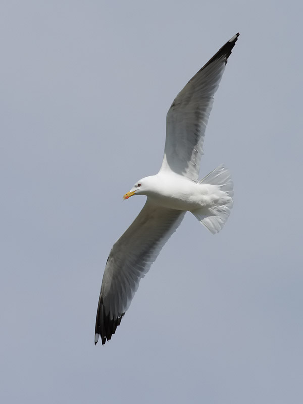 Medelhavstrut<br> Larus michahellis<br> Yellow-legged Gull