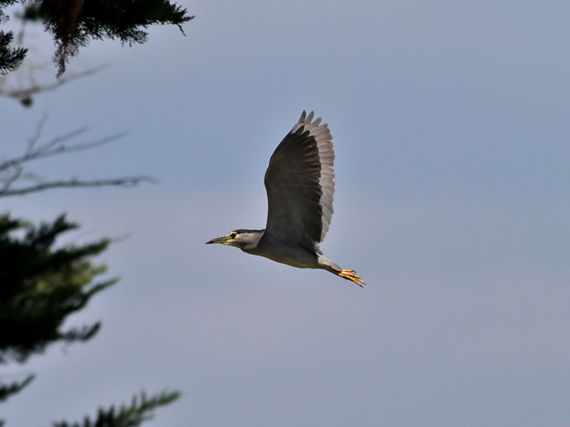 Natthger<br> Black-crowned Night<br> Heron Nycticorax nycticorax