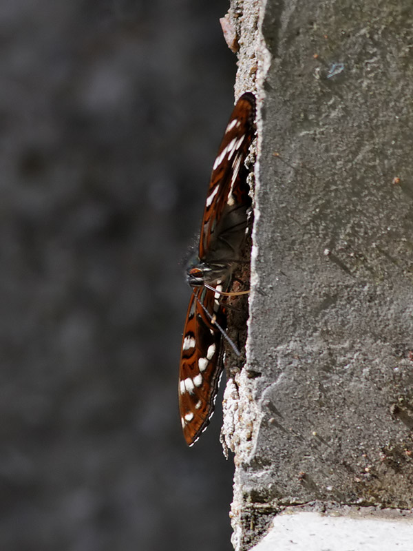 Aspfjril <br>  Poplar Admiral <br> Limenitis populi
