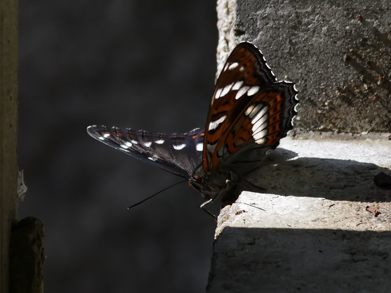 Aspfjril <br>  Poplar Admiral <br> Limenitis populi