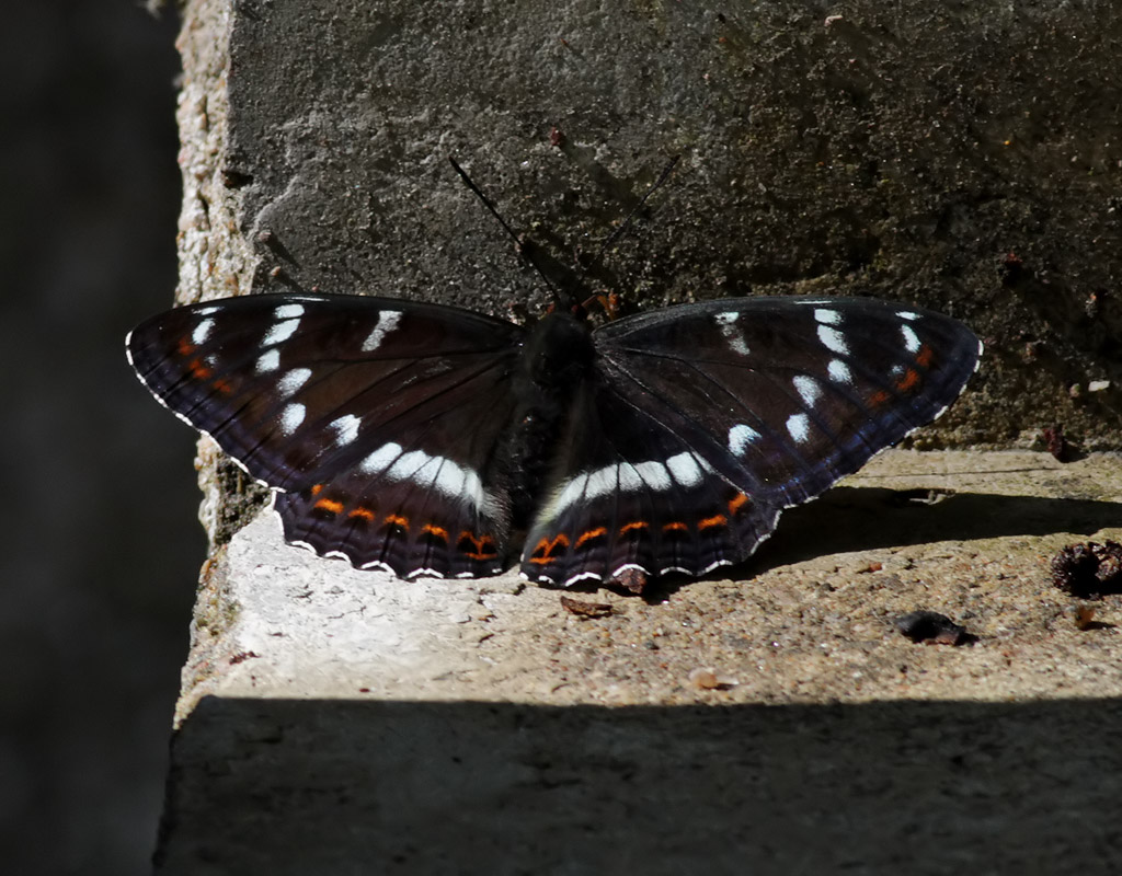 Aspfjril <br>  Poplar Admiral <br> Limenitis populi