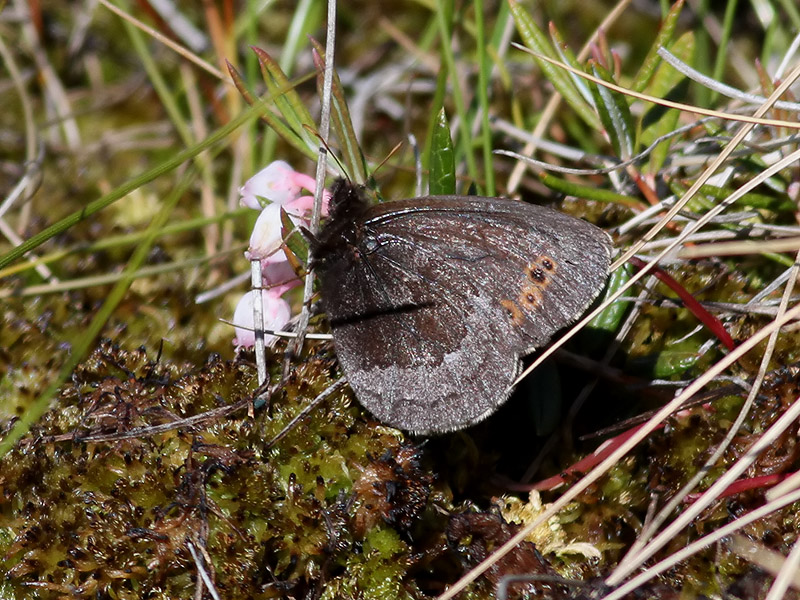 Disas grsfjril <br> Arctic Ringlet <br> Erebia disa