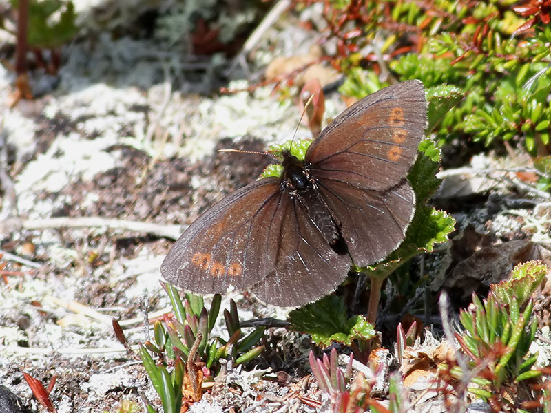 Disas grsfjril <br> Arctic Ringlet <br> Erebia disa
