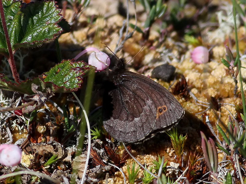 Disas grsfjril <br> Arctic Ringlet <br> Erebia disa