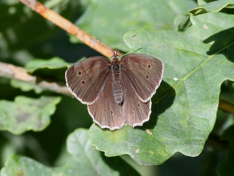 Luktgrsfjril <br> Ringlet <br>Aphantopus hyperantus