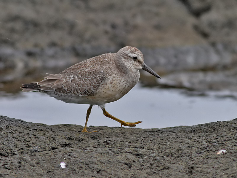 Kustsnppa <br> Red Knot<br> Calidris canutus