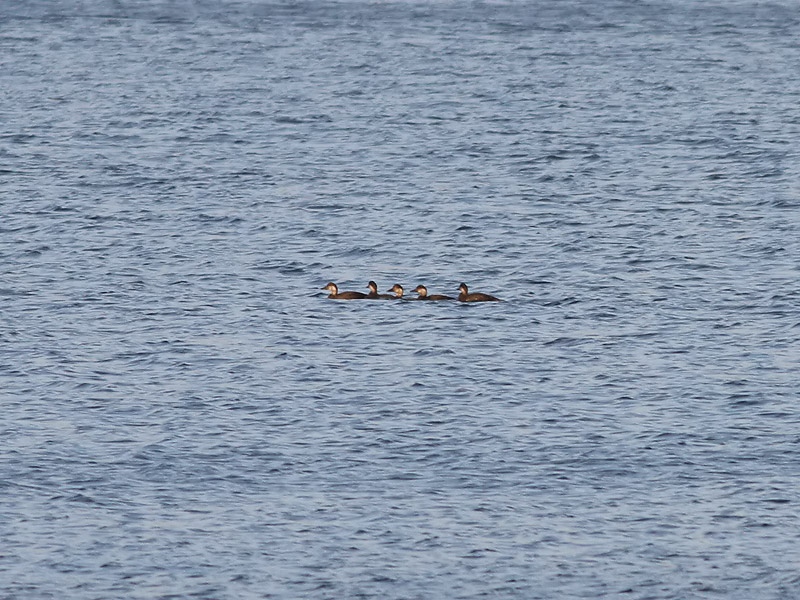 Black/Common Scoter ?