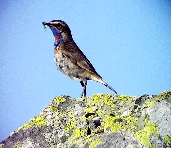 Blhake<br> Bluethroat<br> Luscinia svecica