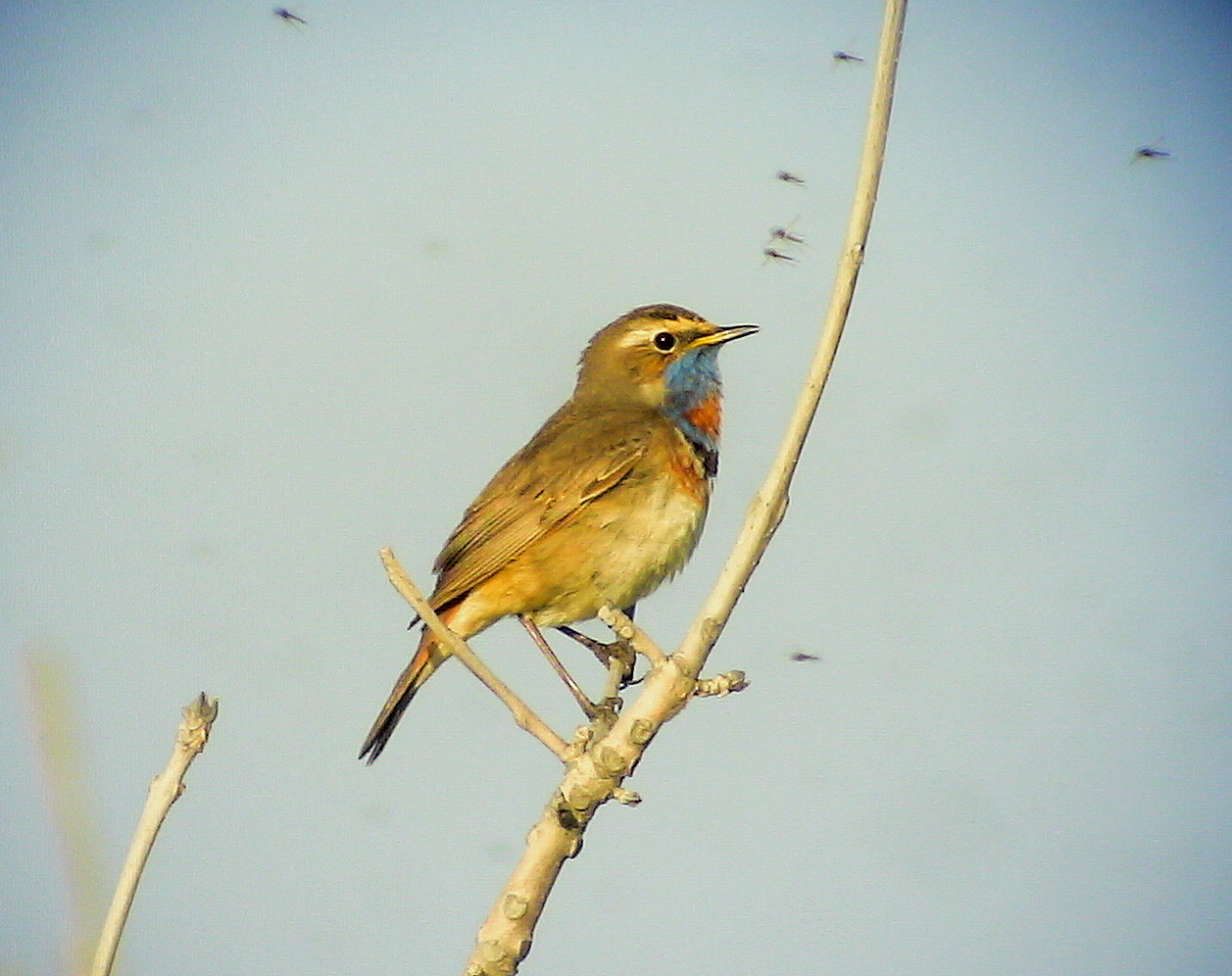 Blhake<br> Bluethroat<br> Luscinia svecica