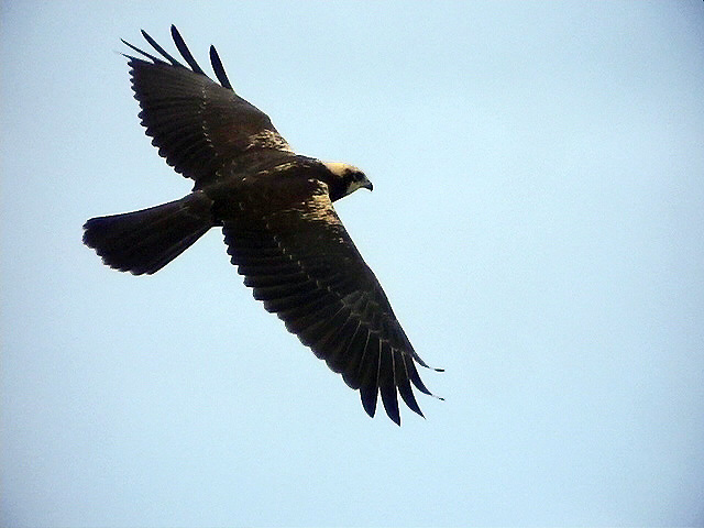 Brun kärrhök<br> March harrier<br> Circus aeruginosus