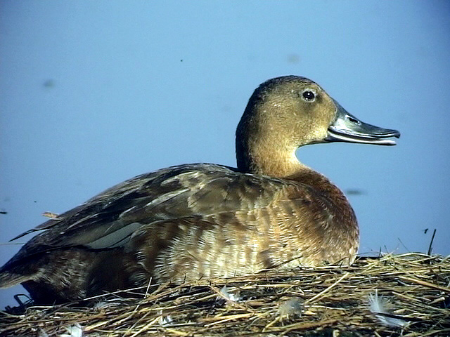 Brunand<br> Pochard<br> Aythya ferina