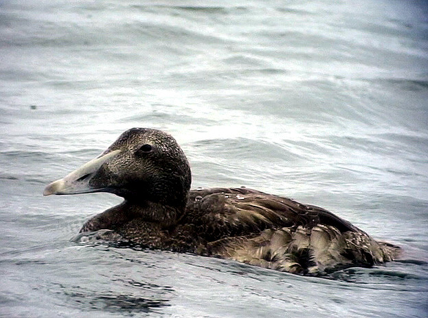 Ejder<br> Eider<br> Somateria mollissima