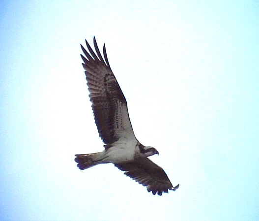 Fiskgjuse<br> Osprey<br> Pandion haliaetus