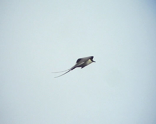 Fjllabb<br> Long-tailed skua<br> Stercorarius longicaudus