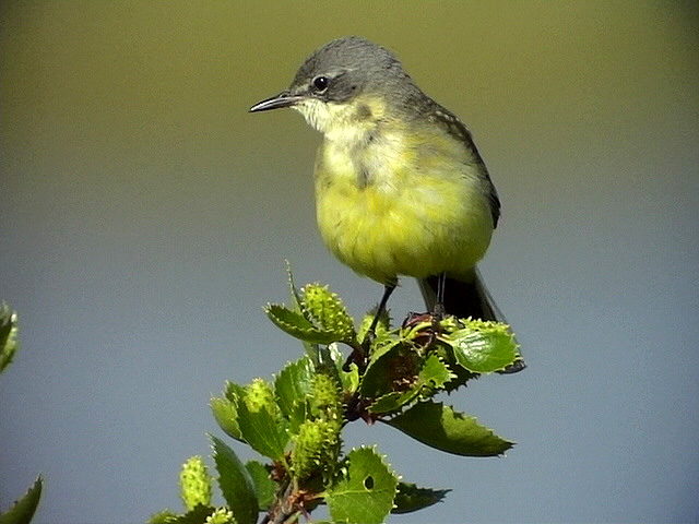 Gulrla<br> Yellow wagtail<br> Motacilla flava