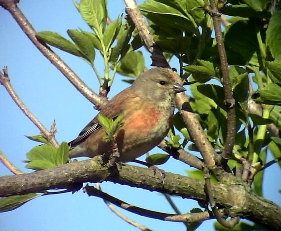 Hmpling<br> Linnet<br> Carduelis cannabina