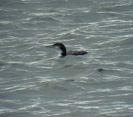 Svartnbbad islom<br> Gavia immer<br> Great Northern Loon <br>(Great Nothern Diver)