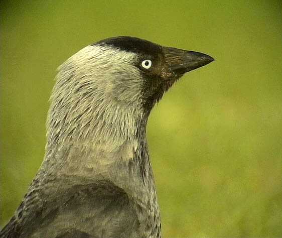 Kaja<br> Jackdaw<br> Corvus monedula