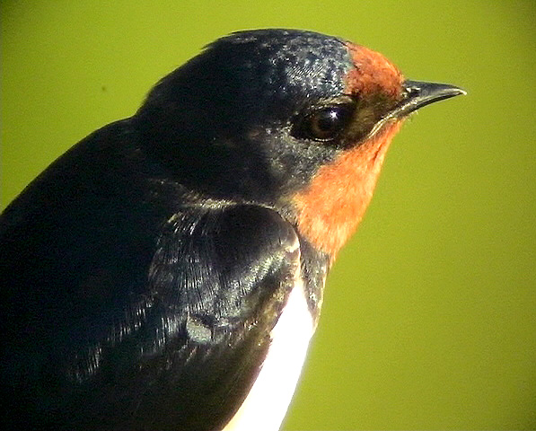 Ladusvala<br> Barn Swallow<br> Hirundo rustica