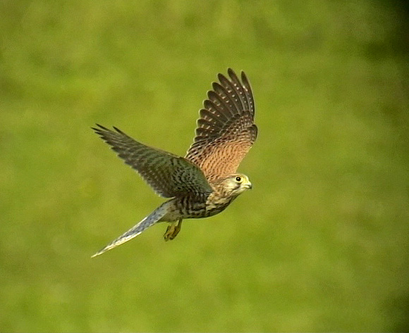 Tornfalk <br> Falco tinnunculus<br> Common Kestrel