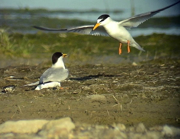 Smtrna<br> Sterna albifrons<br> Little Tern