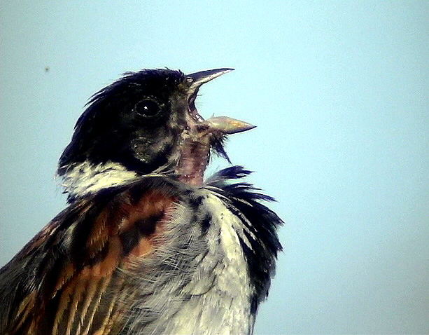 Svsparv<br> Emberiza schoeniclus<br> Common Reed Bunting (Reed Bunting)