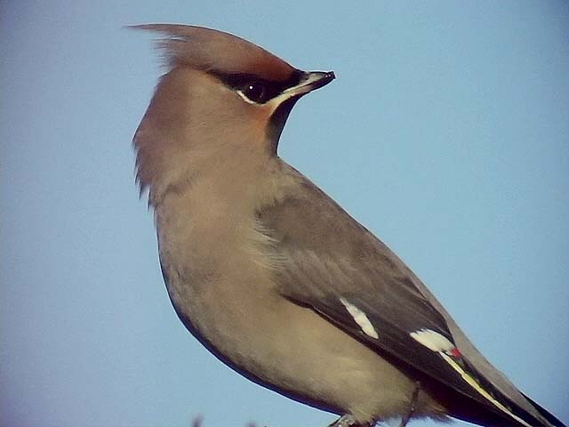 Sidensvans <br> Bombycilla garrulus <br> Bohemian Waxwing