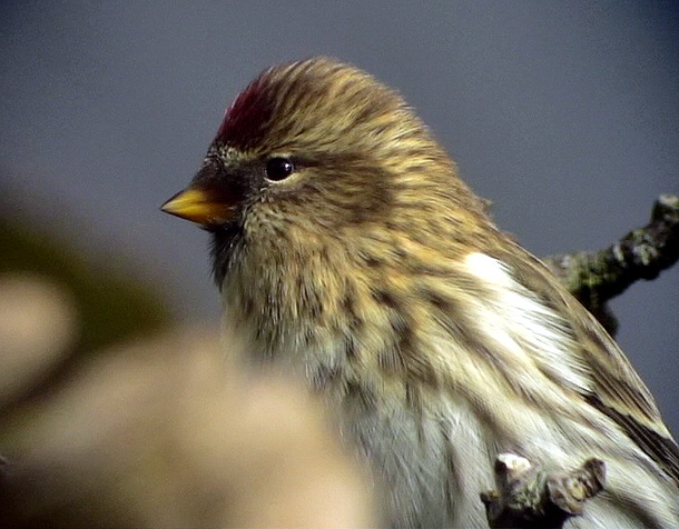 Grsiska<br> Carduelis flammea<br> Common Redpoll