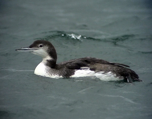 Svartnbbad islom<br> Great Northern Loon (Great Nothern Diver)<br> Gavia immer