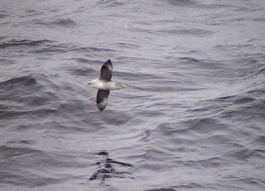 Stormfgel<br> Fulmarus glacialis<br> Northern Fulmar