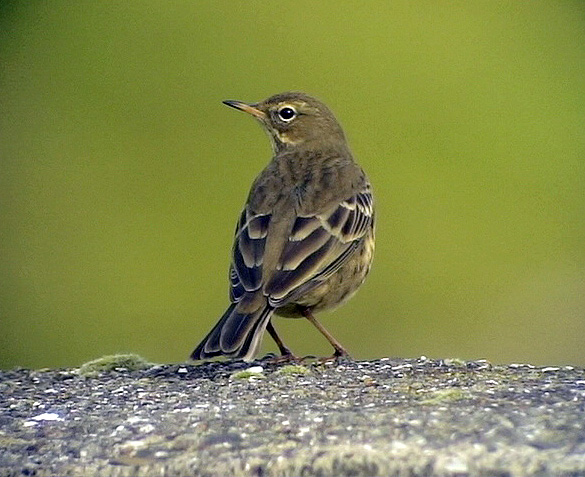 Skrpiplrka<br> Anthus petrosus<br> Rock Pipit