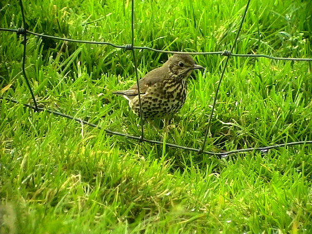 Taltrast<br>Turdus philomelos<br>Song Thrush