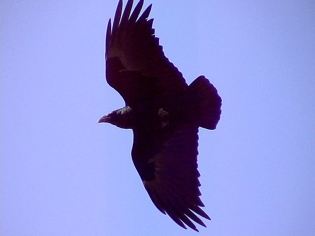 Kortstjrtad korp<br> Fan-tailed Raven<br> Corvus rhipdurus