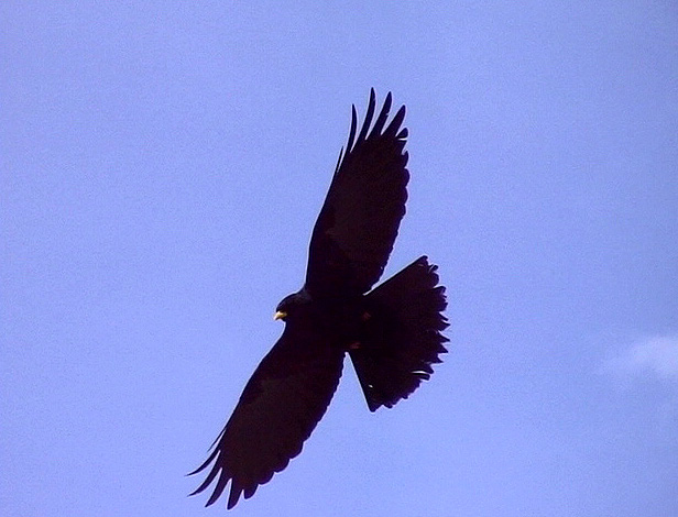 Alpkaja<br> Pyrrhocorax graculus<br> Alpine Chough