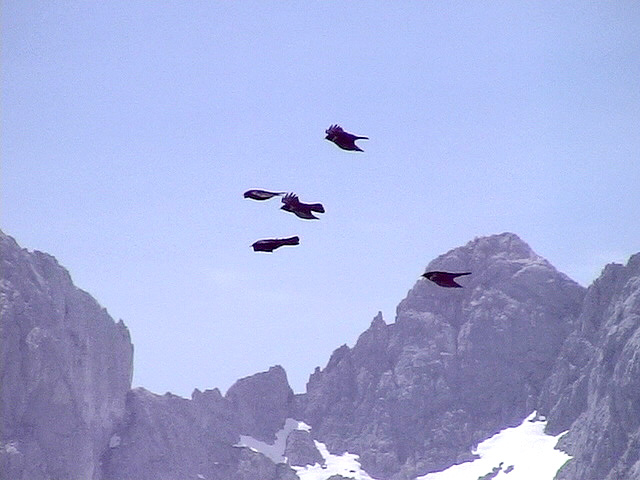 Alpkaja<br> Pyrrhocorax graculus<br> Alpine Chough