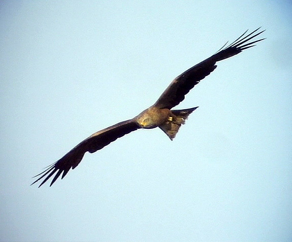 Brunglada <br> Milvus migrans<br> Black Kite