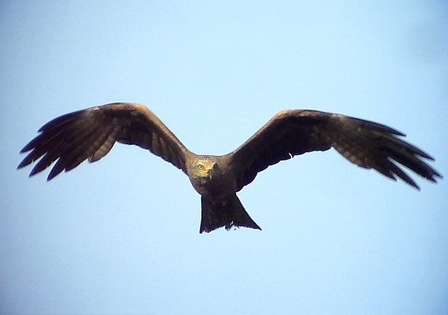 Brunglada<br> Black Kite<br> Milvus migrans